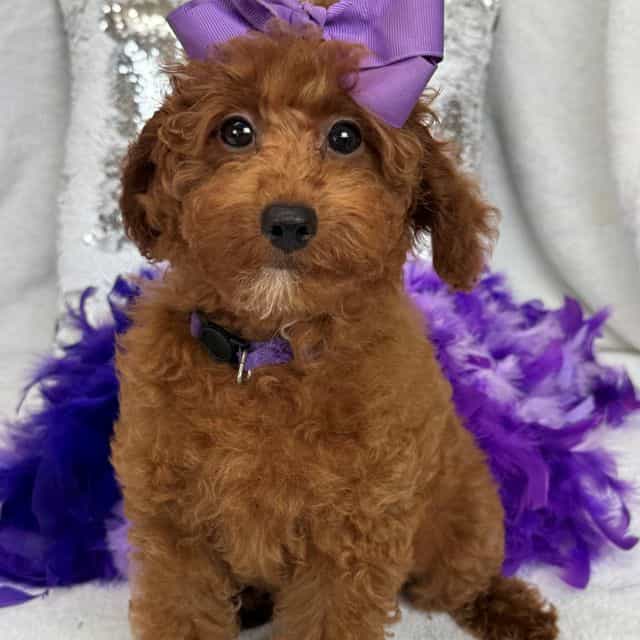 Tally Purple Gi - Goldendoodle Female