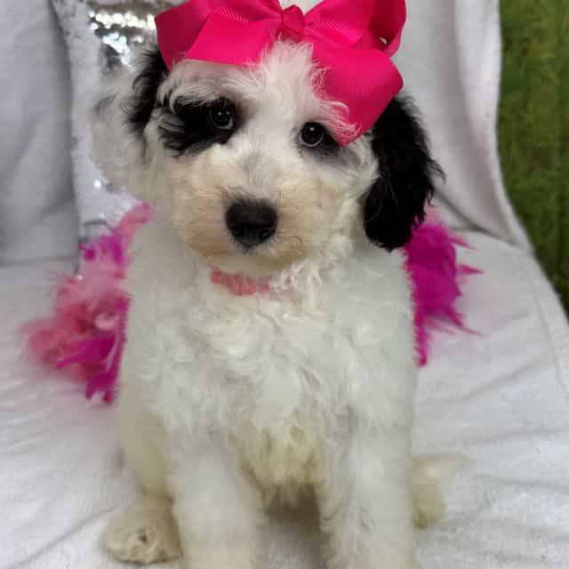 Elsa Pink Girl - Bernedoodle Female