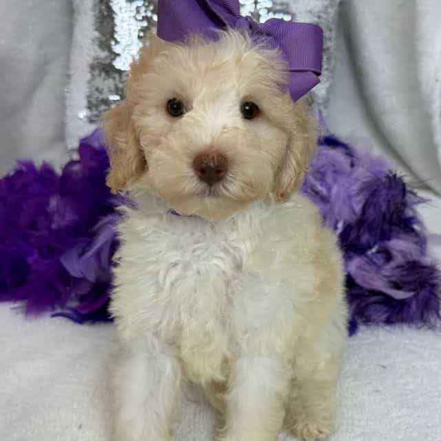 Gracie Purple G - Bernedoodle Female