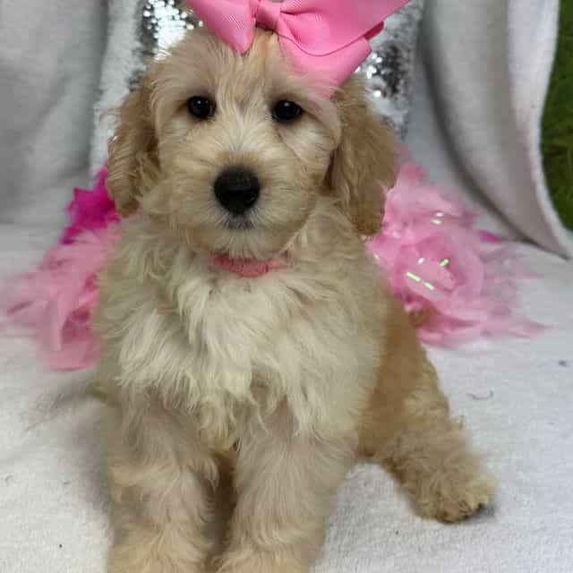 Gracie Pink Gir - Bernedoodle Female