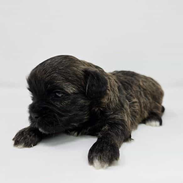 Lana - Shih-Poo Female