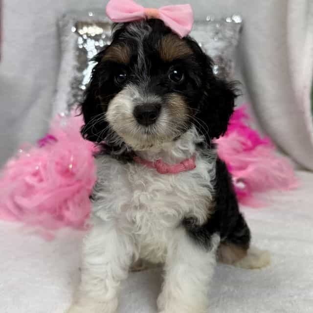 Mia's Pink Girl - Cavapoo Female