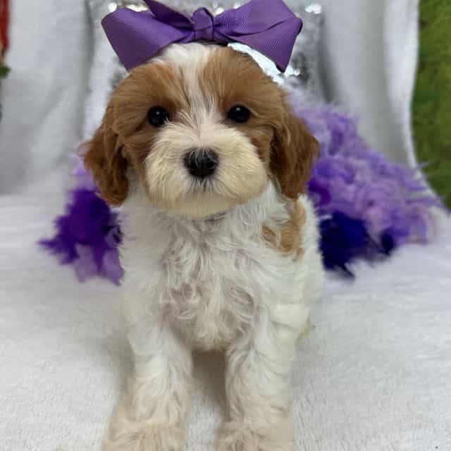 Mia Purple Girl - Cavapoo Female