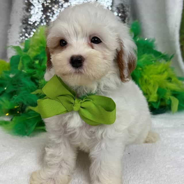Mia Green Boy - Cavapoo Male