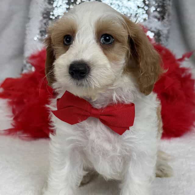 Mia Red Boy - Cavapoo Male