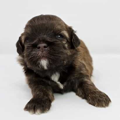 Lady  - Shih-Poo Female