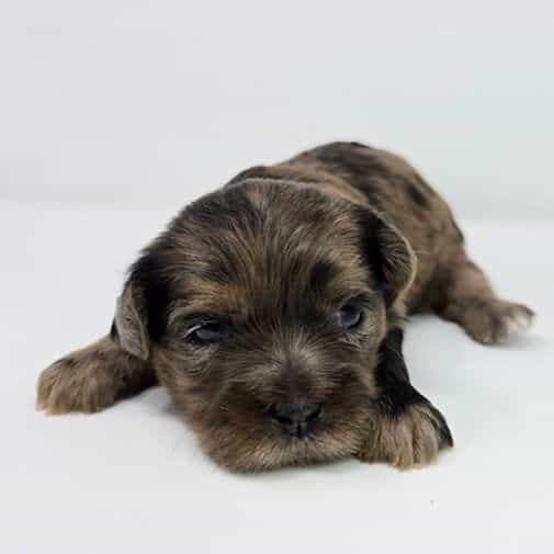 Lacey - Shih-Poo Female