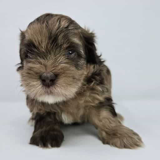 Jensen - Shih-Poo Male