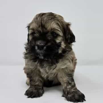 Jordy - Shih-Poo Male