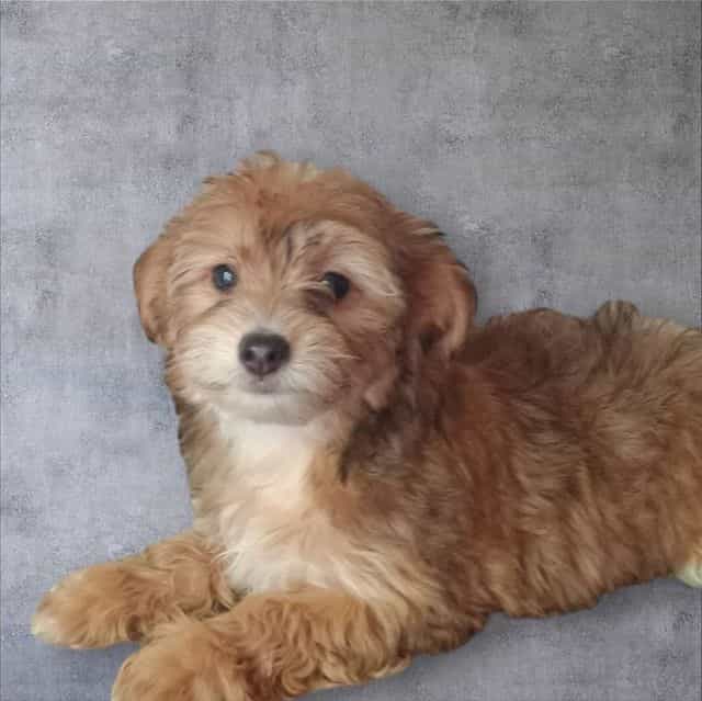 Vegas - Chorkie Male