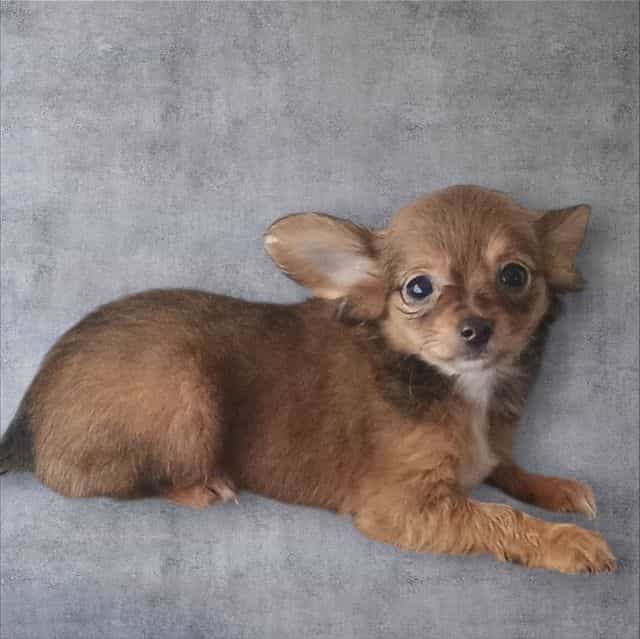 Dallas - Chorkie Male