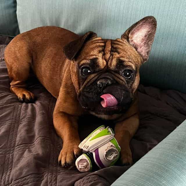 Dale  - French Bulldog Male
