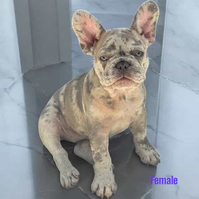 Puppy 1 - French Bulldog Female