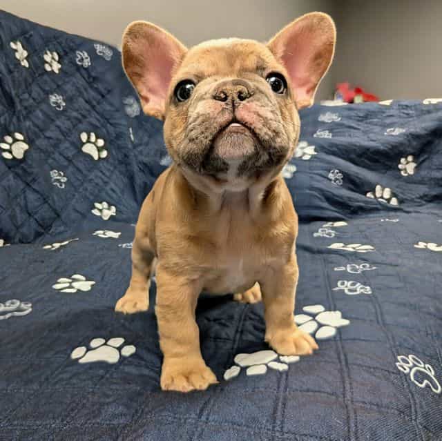 Koba - French Bulldog Male