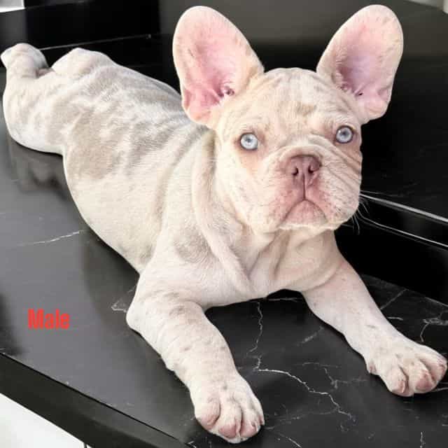 Puppy 2 - French Bulldog Male
