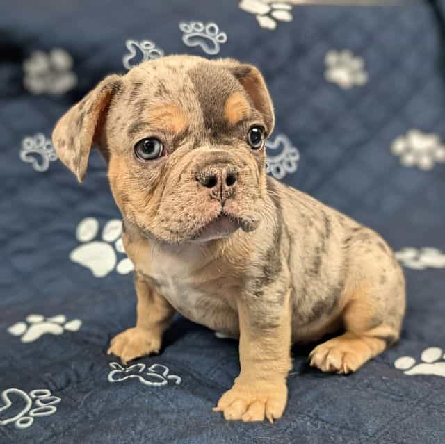 TriStar - French Bulldog Male