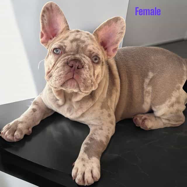 Puppy 3 - French Bulldog Female