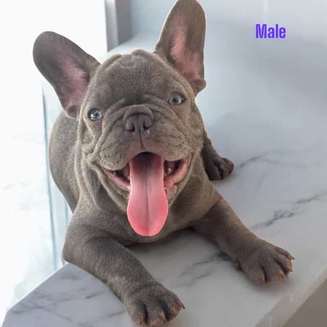 Puppy 4 - French Bulldog Male