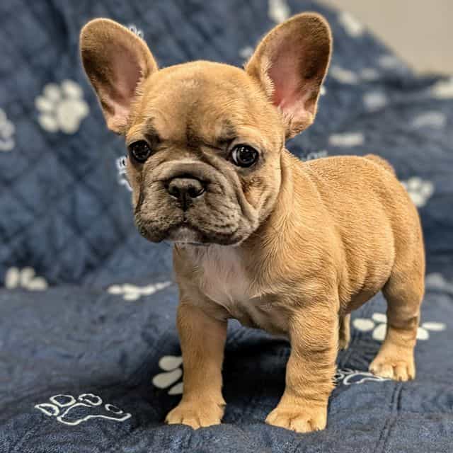 Pearl - French Bulldog Female