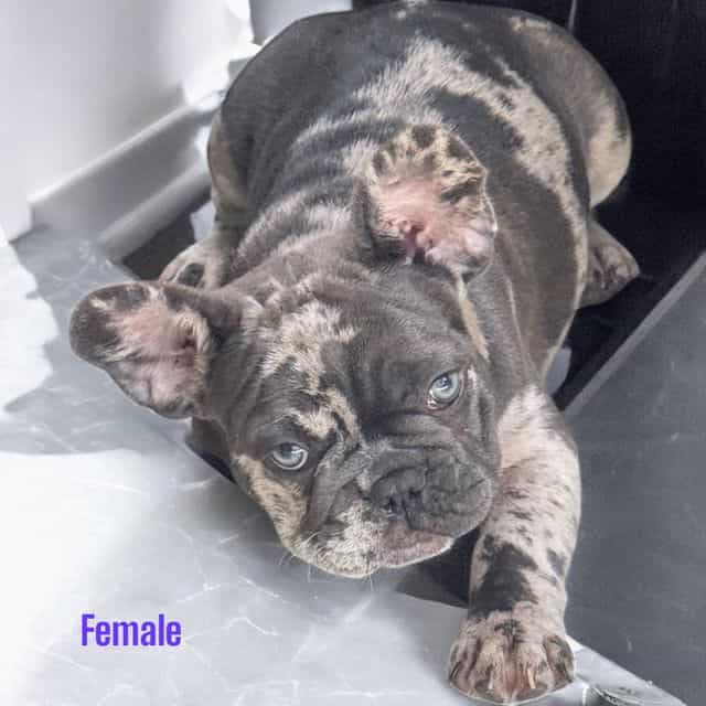 Puppy 5 - French Bulldog Female