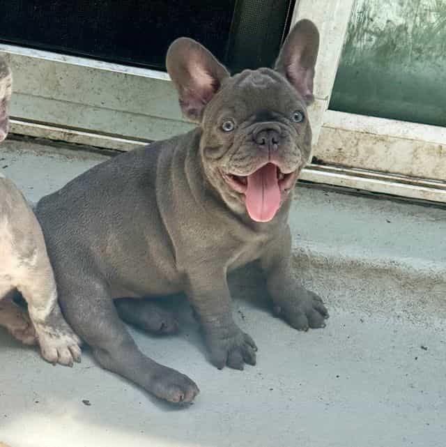 Puppy 6 - French Bulldog Female