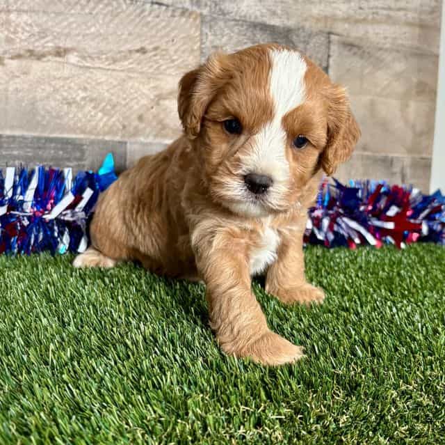 Cole - Cavapoo Male