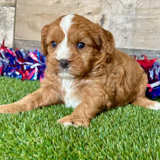 Carlos - Cavapoo Male