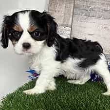 Waylon - Golden Cavalier Male