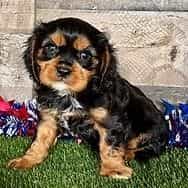Winston - Golden Cavalier Male