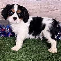 Walker - Golden Cavalier Male