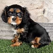Winnie - Golden Cavalier Female