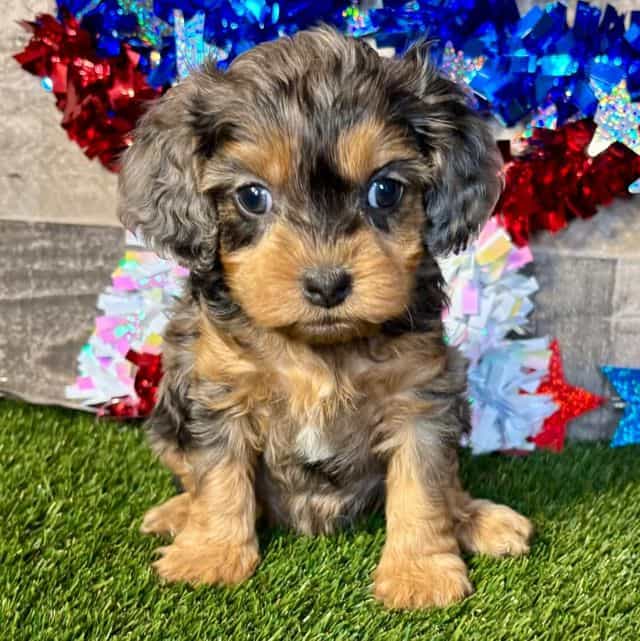 Orly - Cavapoo Female