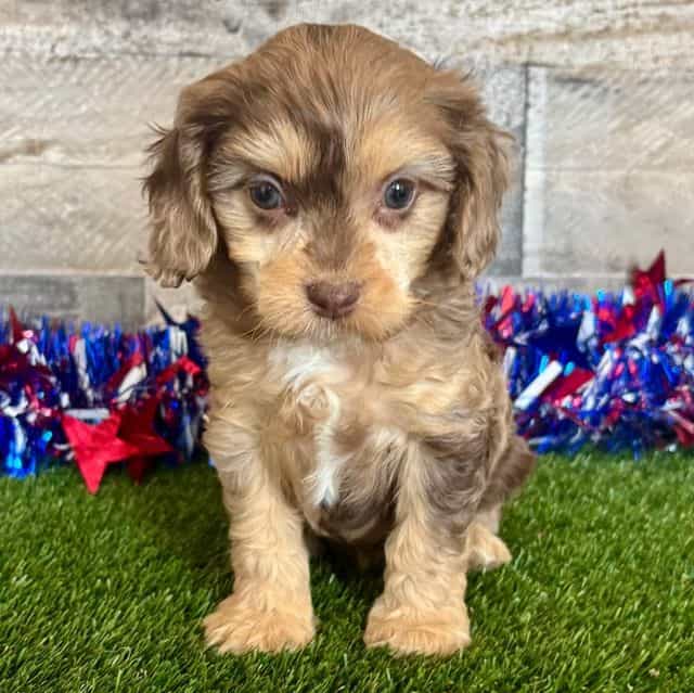 Dylan - Cavapoo Male