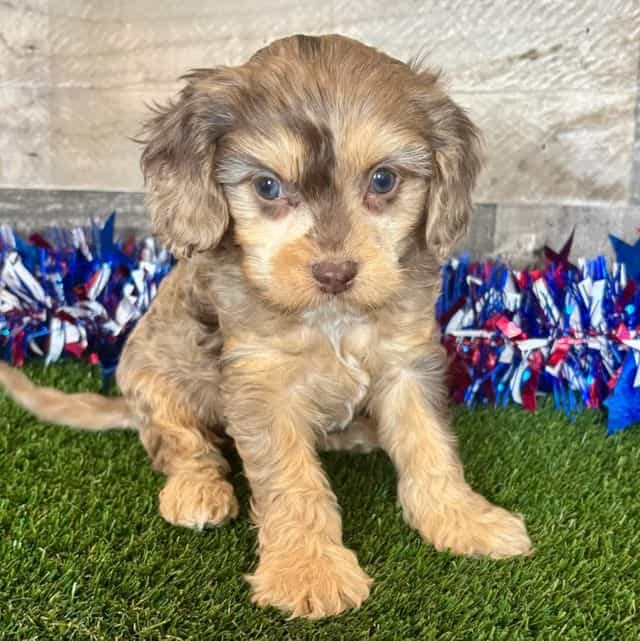 Dylan - Cavapoo Male