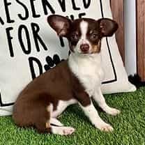 Lexi - Chihuahua Female