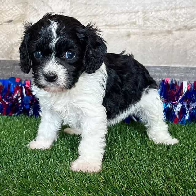 Chloe - Cavapoo Female
