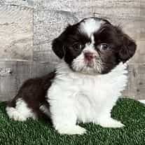 Hadley - Shih Tzu Female