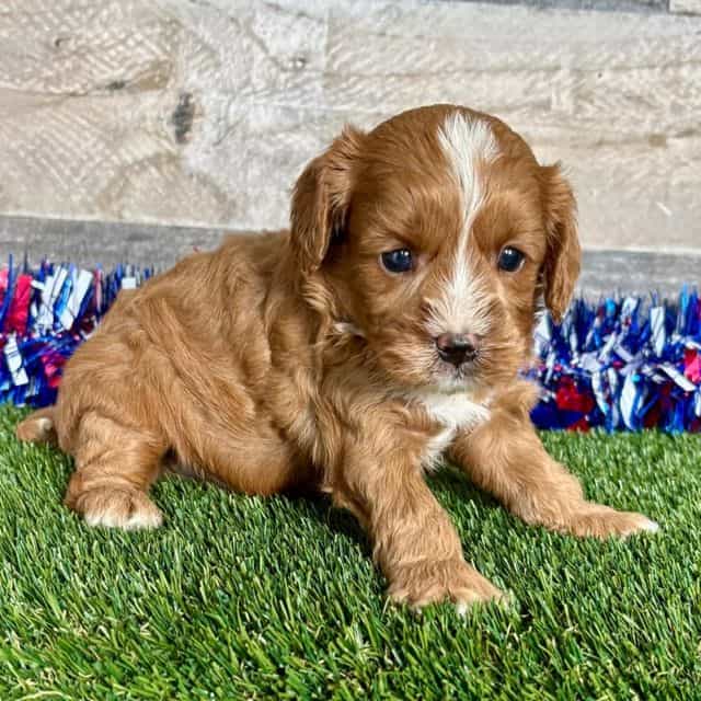 Coop - Cavapoo Male