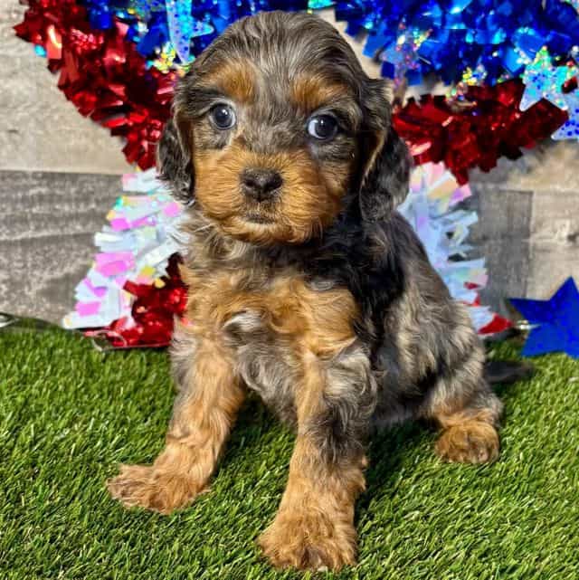 Oriel - Cavapoo Female