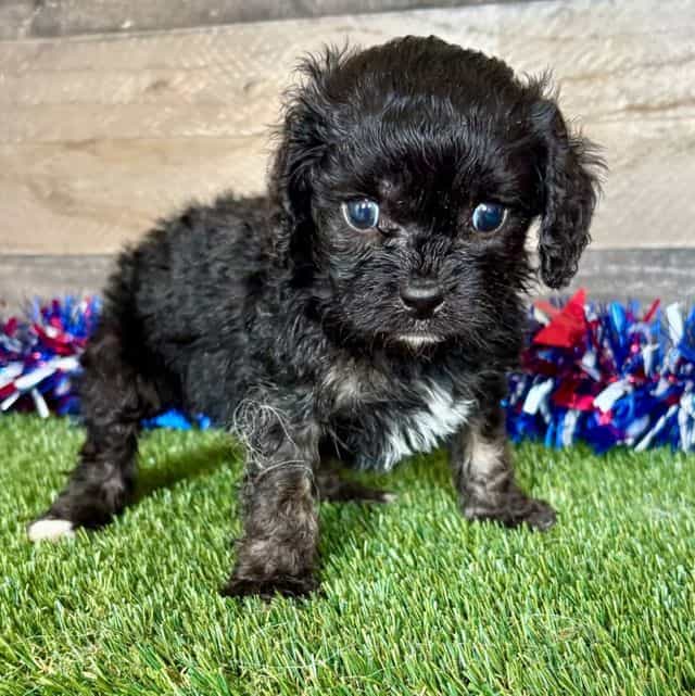 Cam - Cavapoo Male