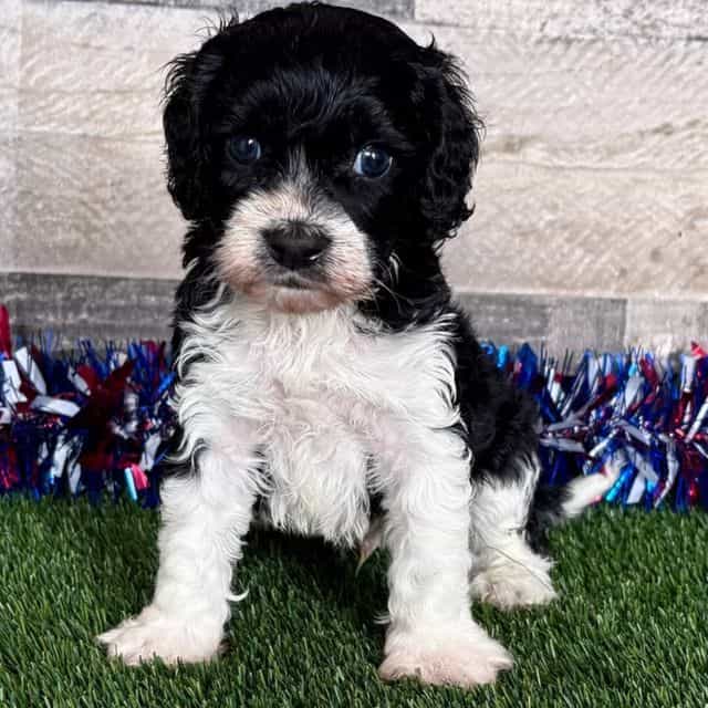 Chase - Cavapoo Male