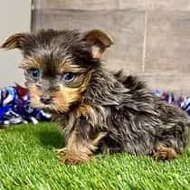 Riley - Yorkshire Terrier Female
