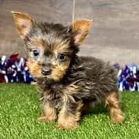 Ria - Yorkshire Terrier Female