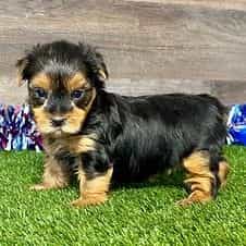 Remi - Yorkshire Terrier Female