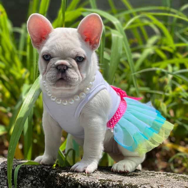 Pinky Pie - French Bulldog Female
