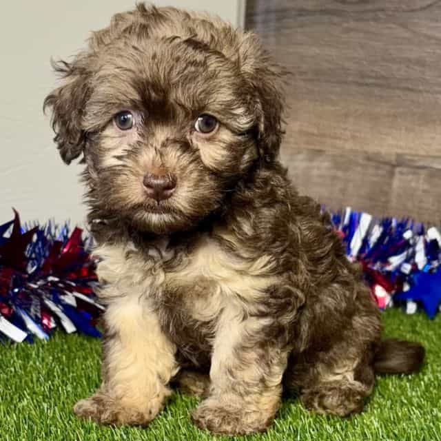 Ivy - Havapoo Female