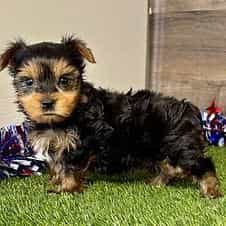 Rhett - Yorkshire Terrier Male