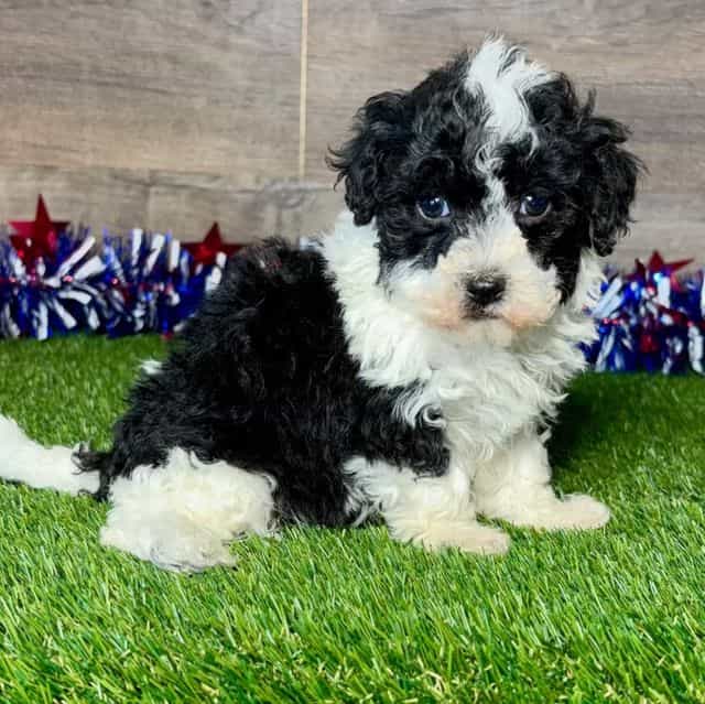 Maverick - Maltipoo Male