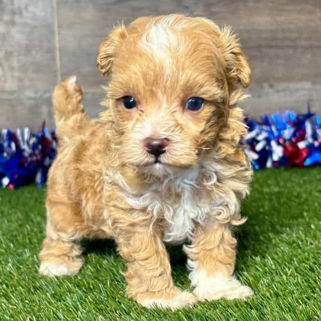 Major - Maltipoo Male