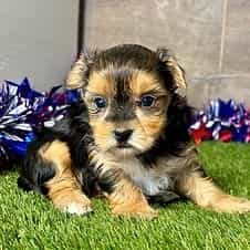 Rory - Yorkshire Terrier Female